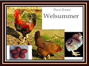 Welsummer